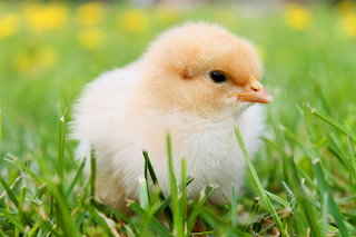 Chick