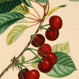 botanica
