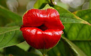 Psychotria Elata