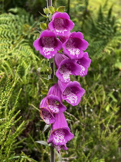 41 Foxglove inspiration