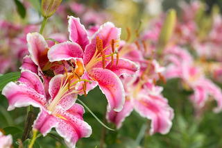 Lily Flower In The Garden