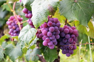 Uvas Grapes