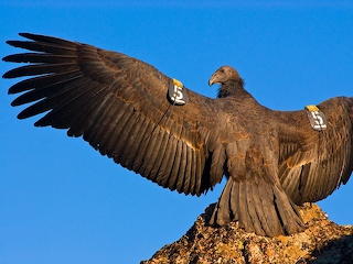 California Condor sunning itself