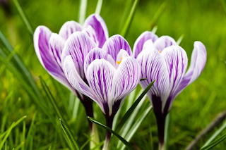 Krokus