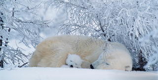 Polar Bear