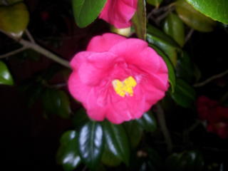 Red Flower