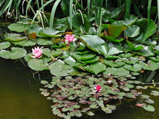 Lilly Pond