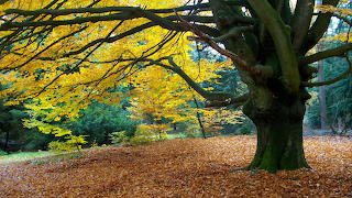 Herfst impressie