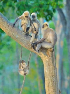 Monkey Swing