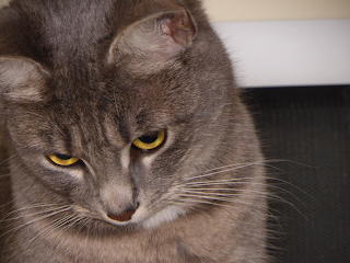 mes animaux
