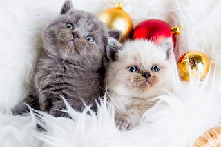 Kitties