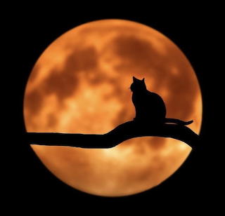Cat in the moon