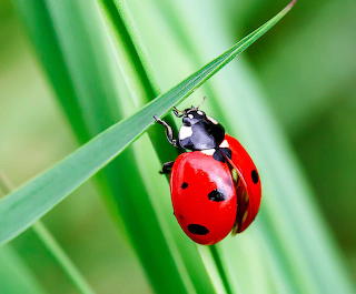 Ladybug on grass blade