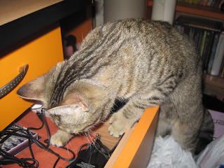 cats