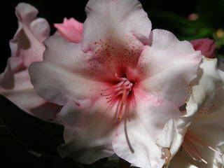 Rhododendron Anna Rose Whitney