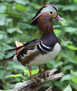 Mandarin Duck