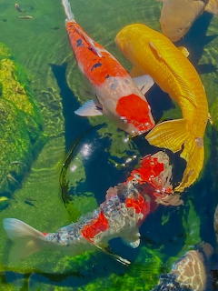 Koi