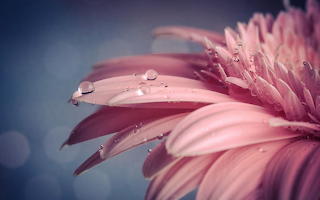 Macro flowers