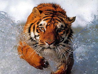 animals