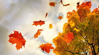 Fall Days