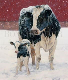 Baby cow