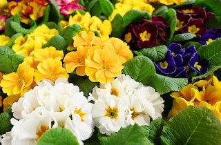 Flowers