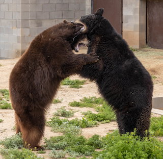 Black Bears Fighting
