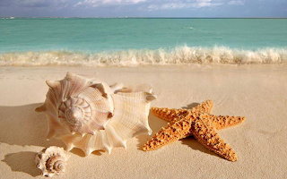 Shells