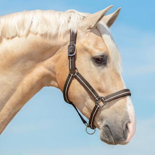 Horsie