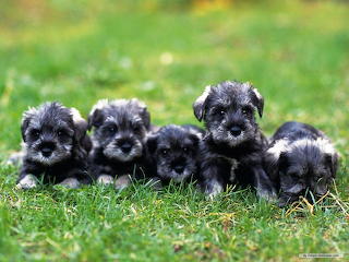 Baby animals (30)