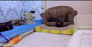 TinyKittens
