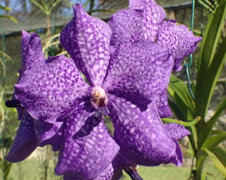 Orchid 06