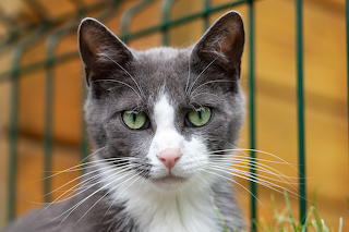 🐱 Cat Tim from the Katzenhilfe Karlsruhe 🐱