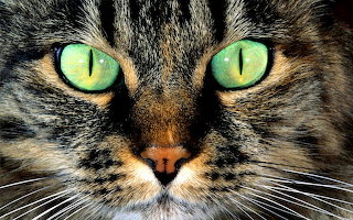 ~Marvin the Cat~