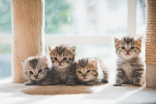 Persian-kittens