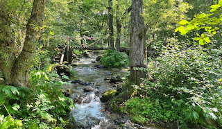 Russia, Kuril Islands, Sakhalin Island, Woodland