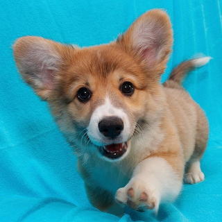 Corgi Puppy