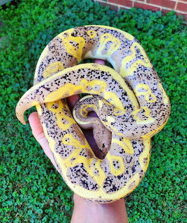 Freckled Banana Ball Python