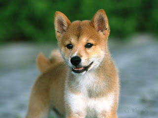 Puppy-shiba-inu