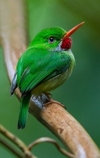 Jamaican tody bird