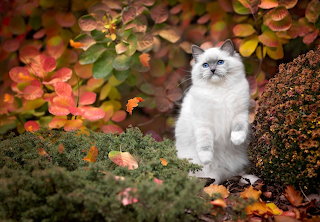 Koshka i osen