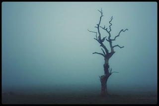 Fog