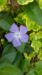 Periwinkle Solo