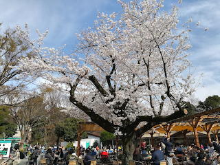 Big Cherry Tree In Bloom At Ueno Zoo