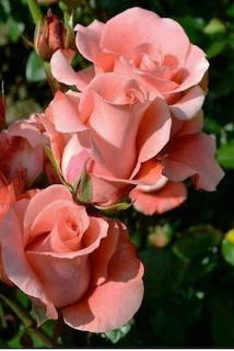 lovely pink roses