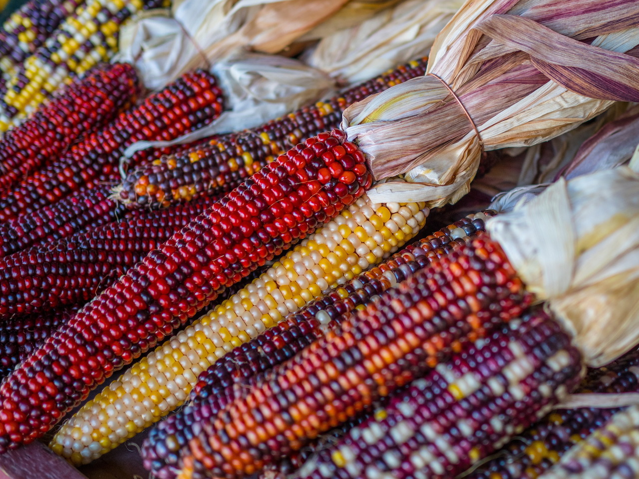 Colorful corn
