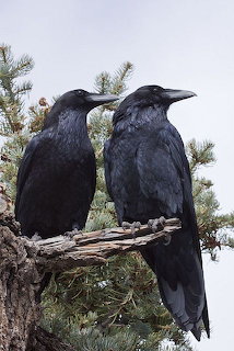 Crows 01
