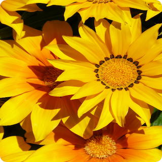 yellow pictures