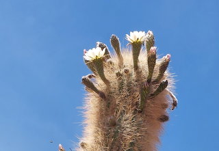 flors de cactus