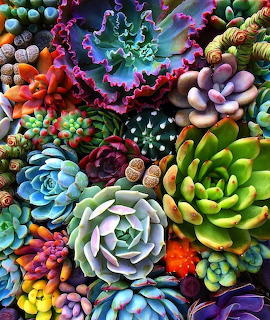 succulents